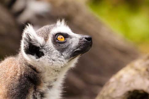 lemur2-.jpg