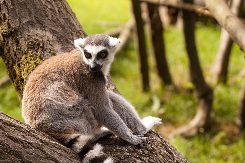 lemur3-.jpg