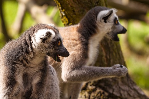 lemur4-.jpg