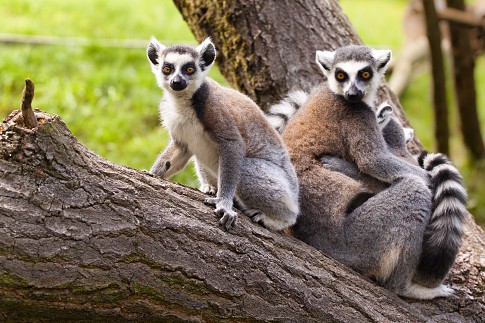 lemur7-.jpg