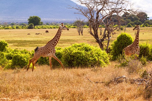 giraffa1-.jpg