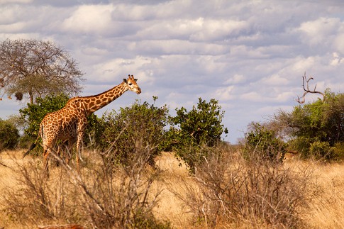 giraffa2-.jpg