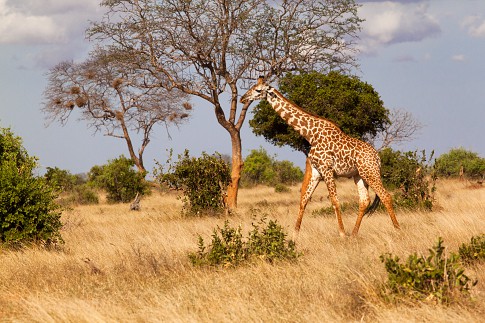 giraffa3-.jpg