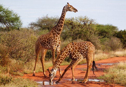 giraffa5.jpg